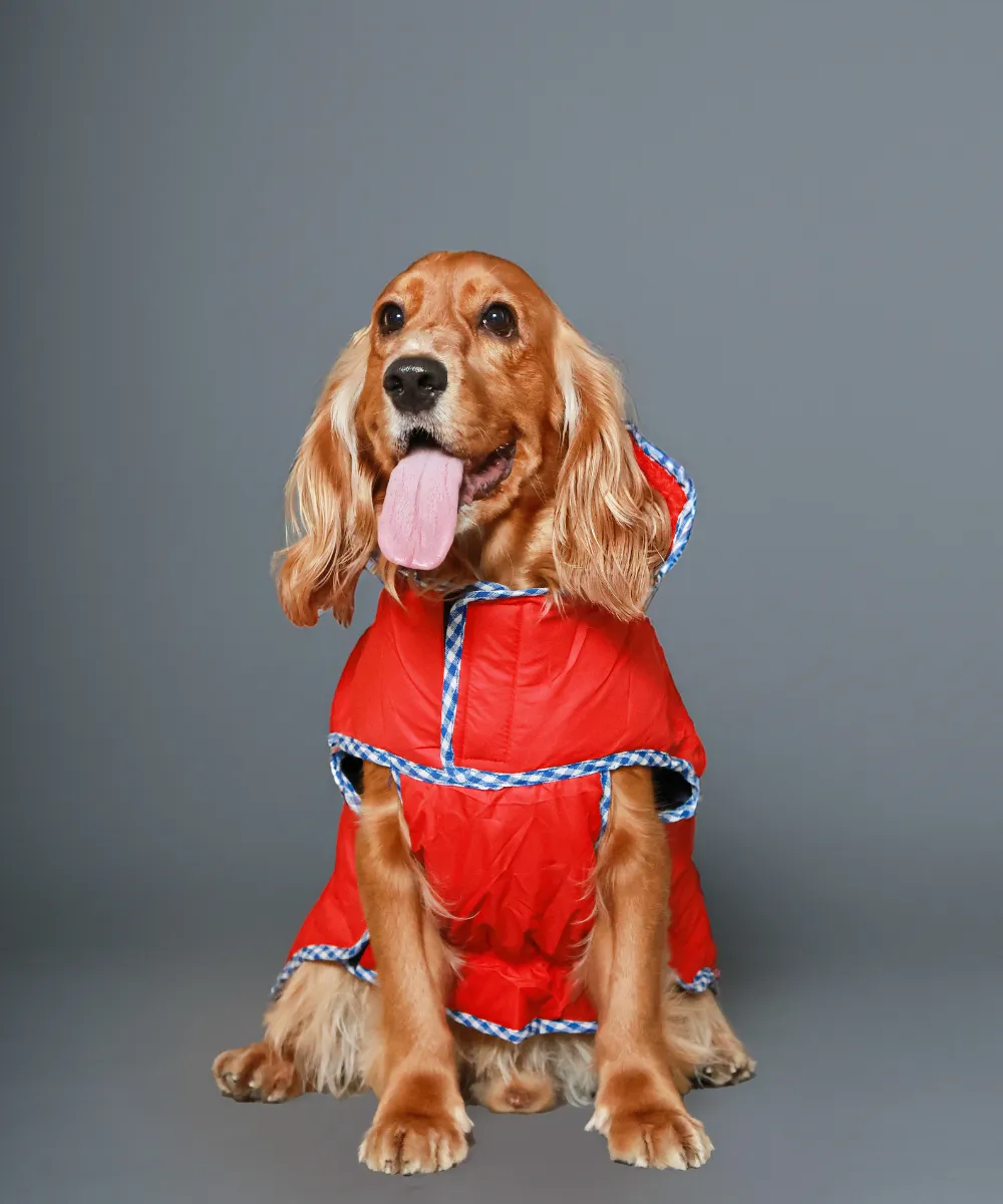 Dog Jacket-Black